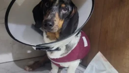 WhatsApp Image 2025-11-10 at 08.07.49