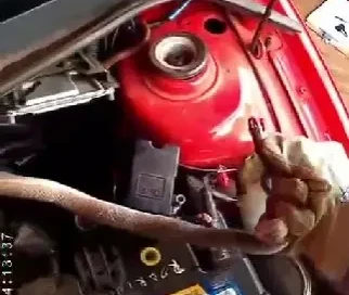 serpente no motor do carro