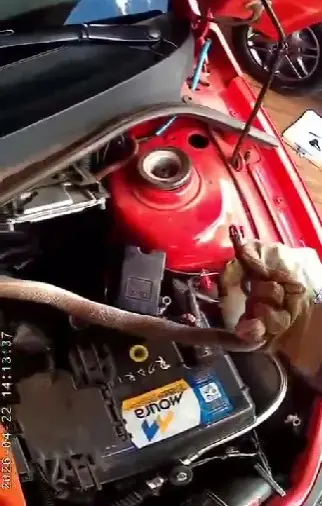 serpente no motor do carro