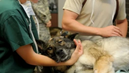 12019-veterinary-85925