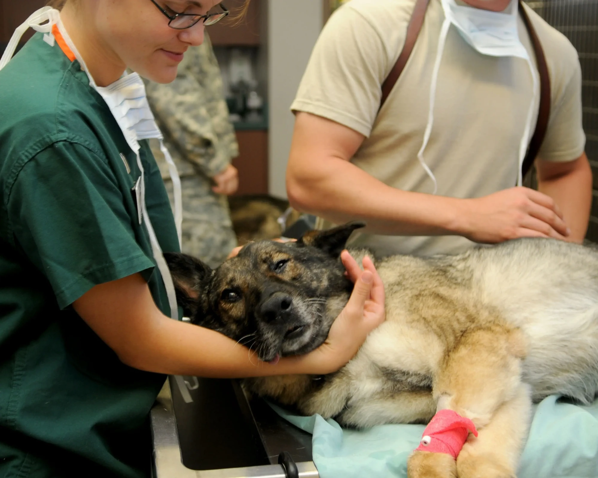 12019-veterinary-85925