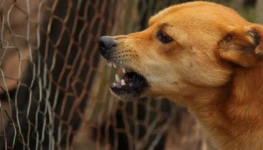 Raiva-canina-o-que-e-isso