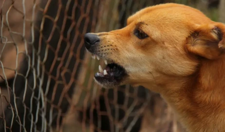 Raiva-canina-o-que-e-isso