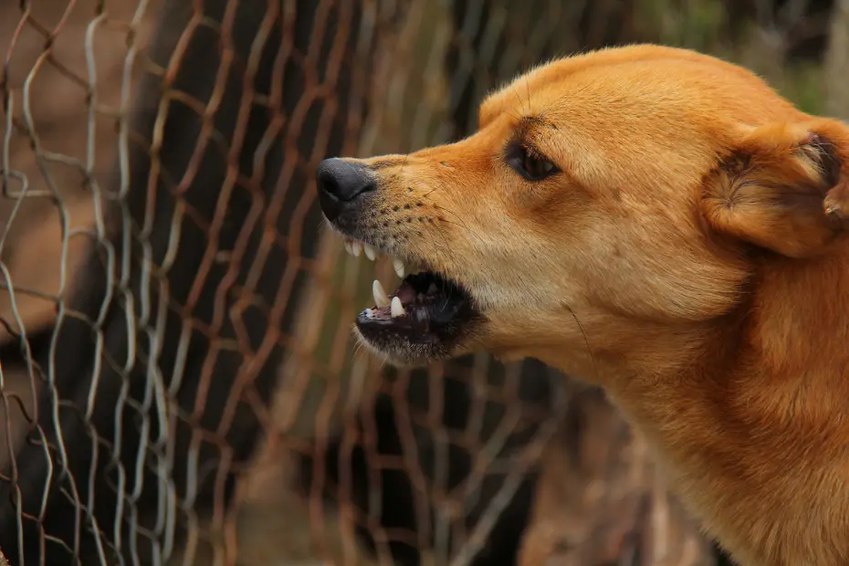 Raiva-canina-o-que-e-isso